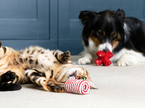 Кіт і собака грають з іграшками