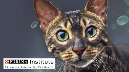 Логотип інституту Purina та кіт