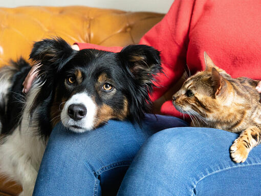 Собака та кішка на колінах власника