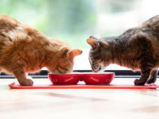 Два коти їдять з червоної миски