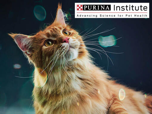 Purina Institute та інновації