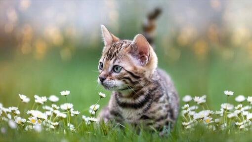 Темно смугасте кошеня сидить в полі ромашок.