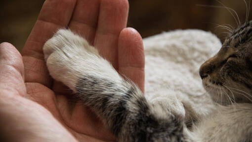 людська рука тримає котячу лапу