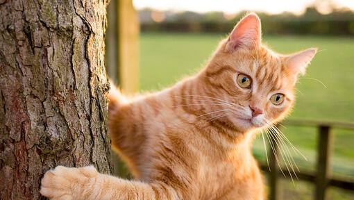 Рудий кіт лазить по дереву