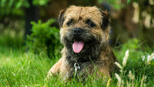 border terrier puppy lying in grass