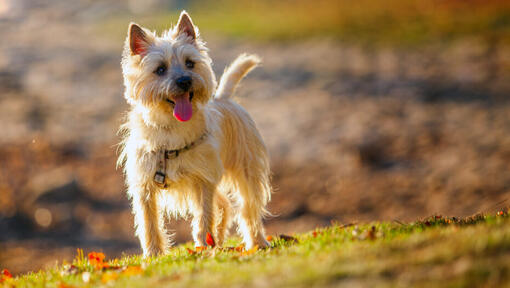 cairn terrier standing on the hill