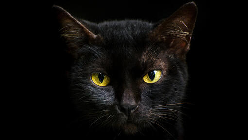 Крупним планом чорна кішка з жовтими очима