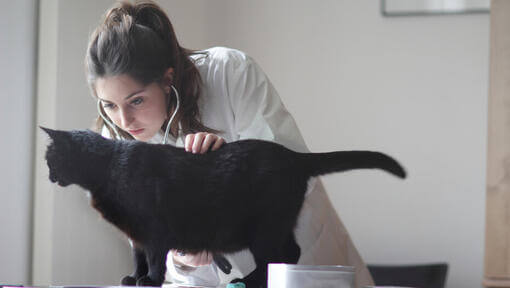 Ветеринарка оглядає чорного кота