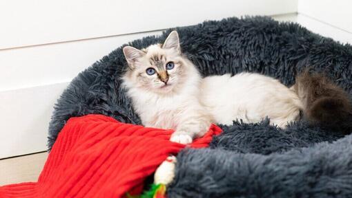 блакитноокий кіт лежить у котячому ліжку