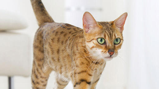 бенгальська кішка з зеленими очима крупним планом