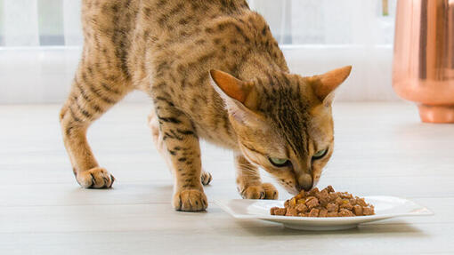 бенгальська кішка їсть вологий корм
