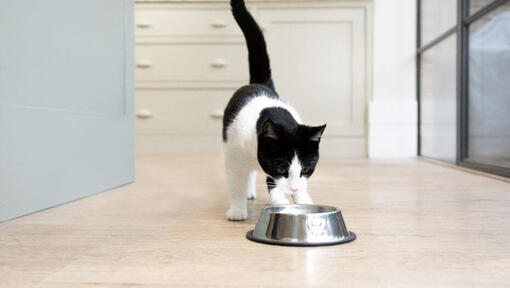 Black and white kitten looking at food bowl.