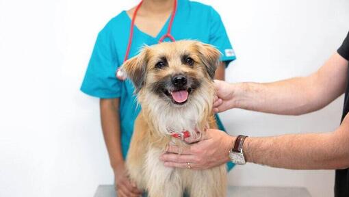 A vet inspecting a long haired dog.