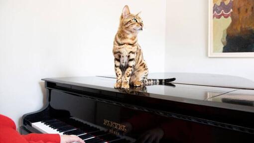 Бенгальська кішка сидить на піаніно