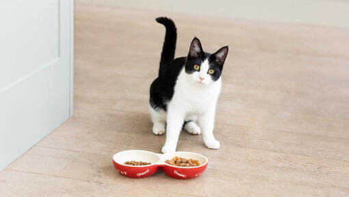 Чорно -білий кіт з мисками з котячим кормом
