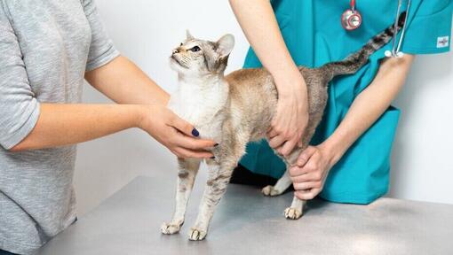 ветеринар оглядає кота