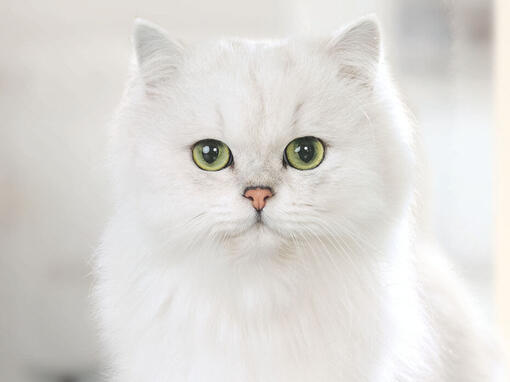 Gourmet білий кіт