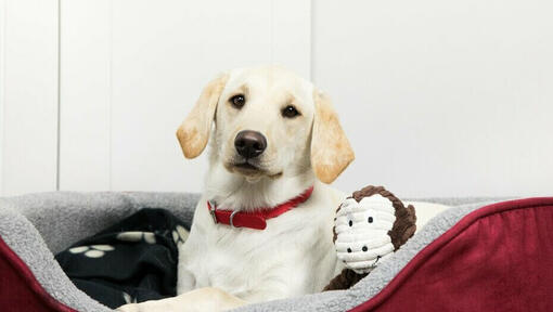 Puppy sitting in bed with a toy