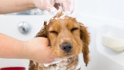 Owner shampooing a young puppy