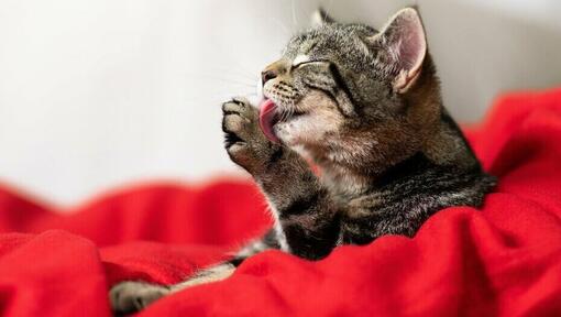 кіт вилизує себе язиком
