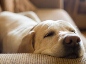 Dog asleep on sofa