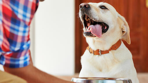 Dog with tongue hanging out