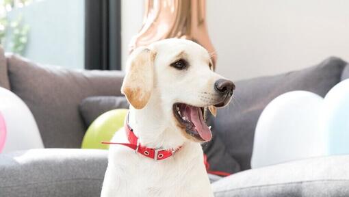 Yellow labrador at home with mouth open