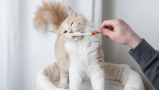 Коту чистять зуби щіткою