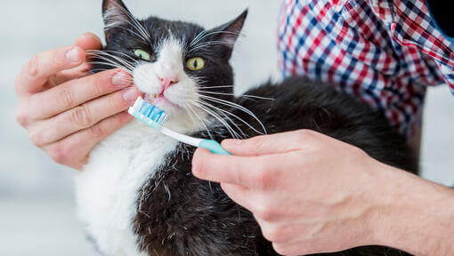 Кіт з зубною щіткою
