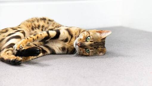 Бенгальський кіт, згорнувшись калачиком на підлозі