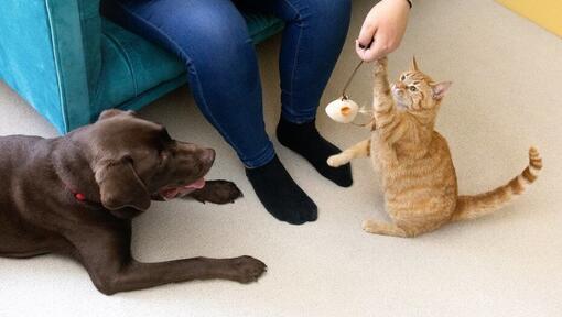 Кішка грається з пір'яною іграшкою з господарем, поки собака спостерігає