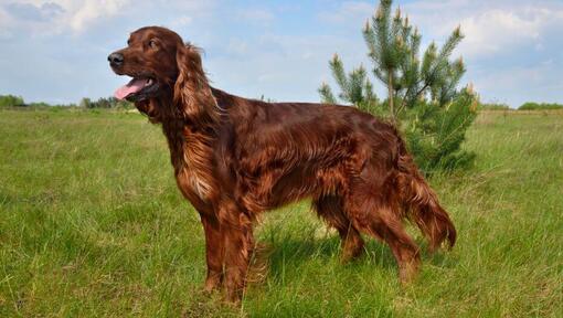 Irish Setter in the field