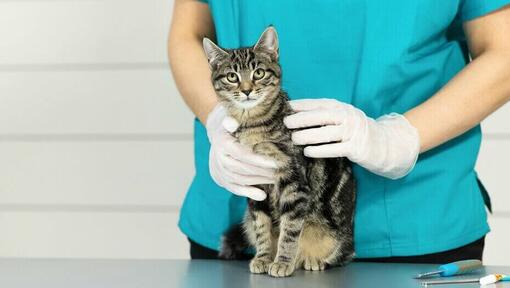 ветеринар тримає молоде кошеня