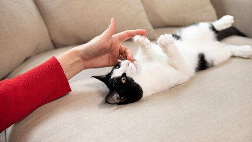 Власник грає з кошеням на дивані