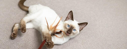 Блакитноокий кіт грає чарівною паличкою з пір'я на підлозі
