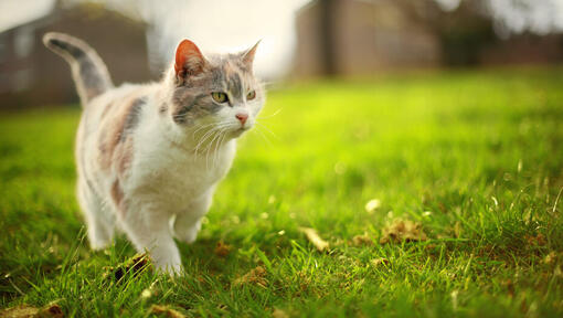 кошеня йде по траві