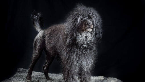 Portuguese Water Dog standing at night