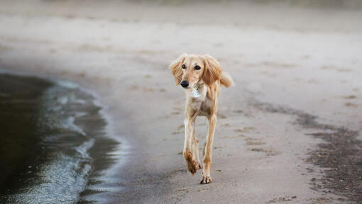 saluki dog running on the beach