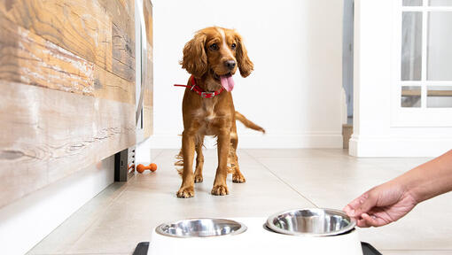 Dog waiting to eat food by bowl