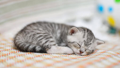 маленьке кошеня спить на ковдрі