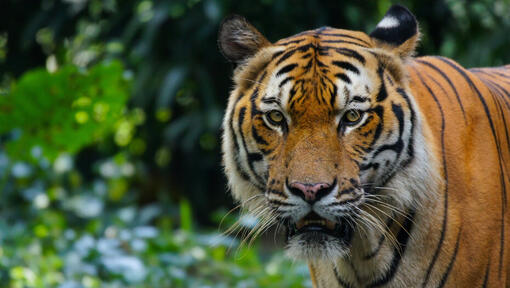 тигр у дикій природі