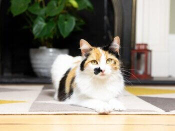 Cat relaxing on rug