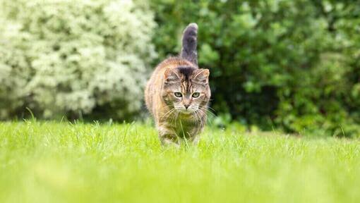 кіт гуляє в траві