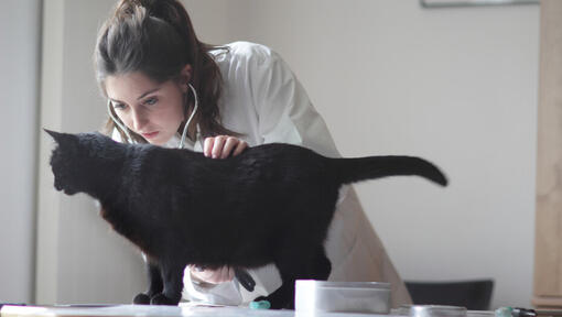 Чорного кота оглядає ветеринар