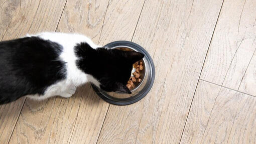 Чорно-білий кіт їсть з миски