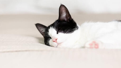 Чорно-білий кіт спить