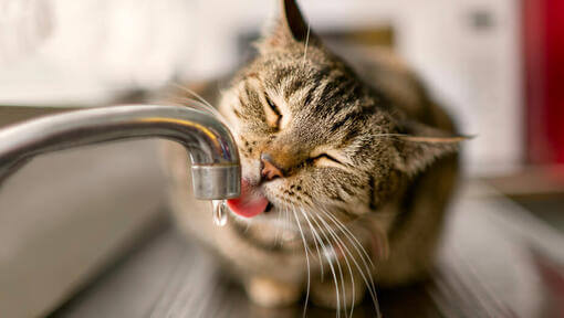 коричневий кіт п'є воду з крана