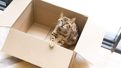 Бенгальська кішка сидить у картонній коробці.