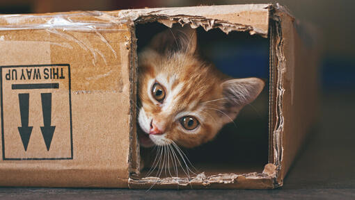 Рудий кіт ховається в картонній коробці.