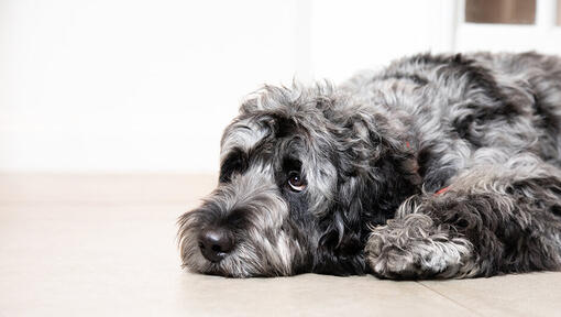 Sad dog laying on the floor